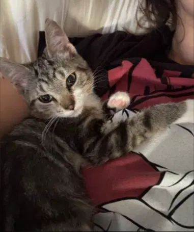 Athena, a female kitten up for adoption