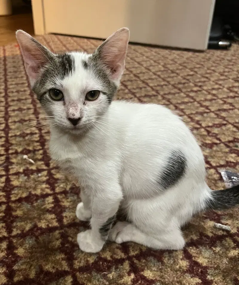 Gamma, a male kitten up for adoption