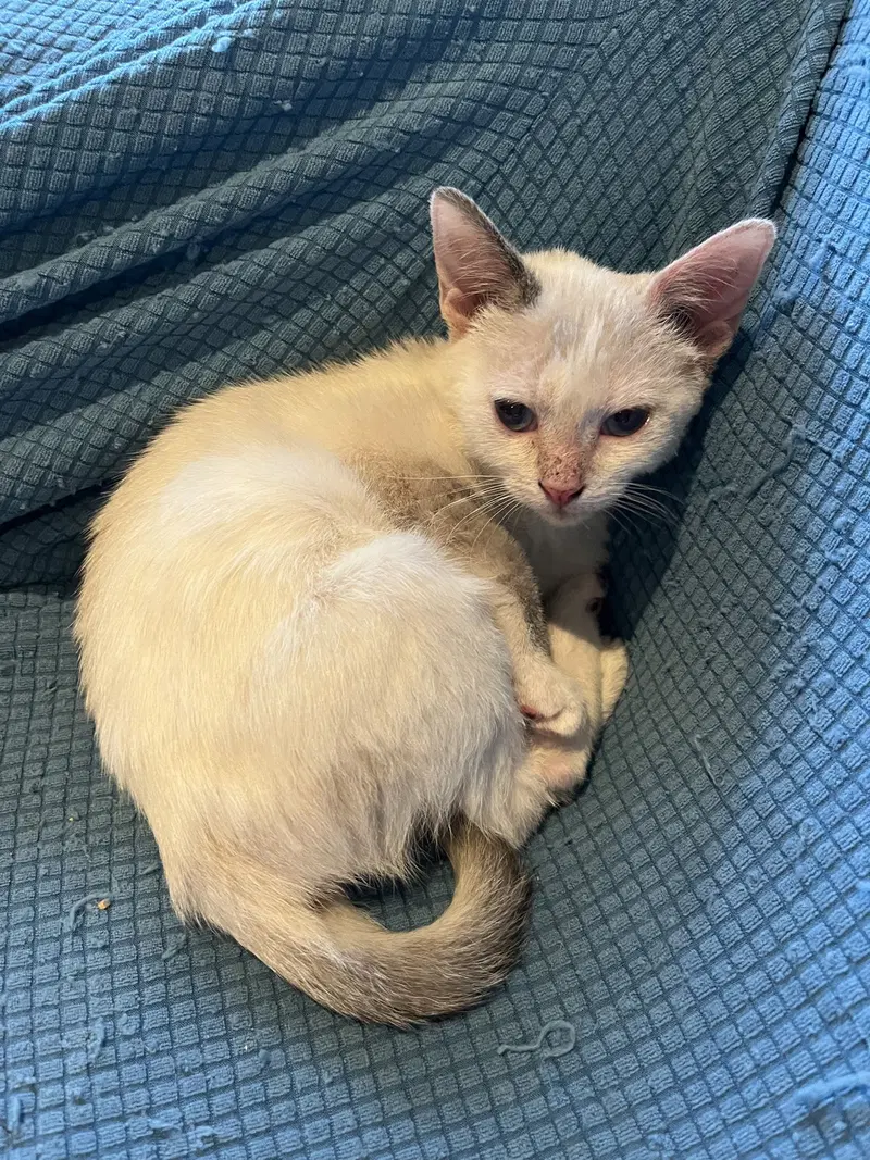 Milky, a female Siamese kitten up for adoption