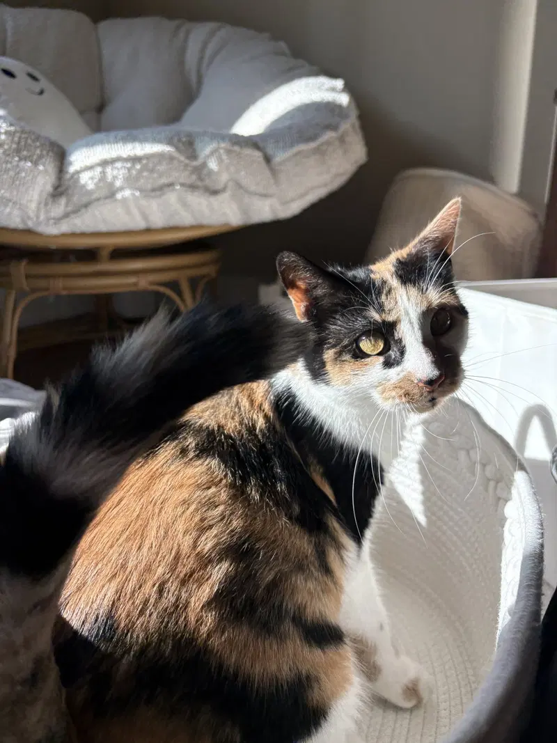 Flavia, a young female cat up for adoption