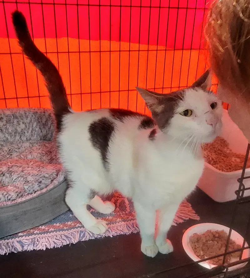 General, a young male cat up for adoption