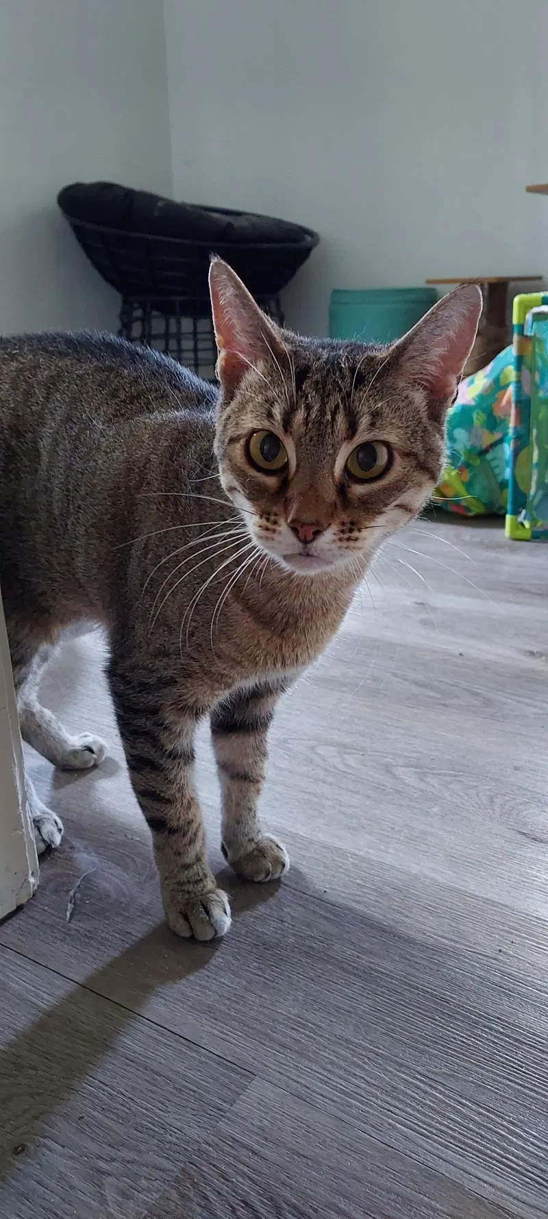 Haya, a young female cat up for adoption