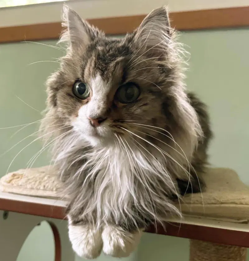 Figgie, a senior female cat up for adoption