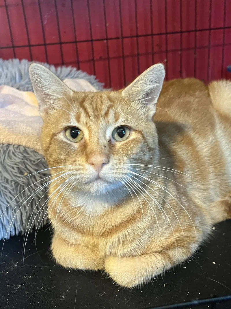 Oliver Fig, an adult male cat up for adoption