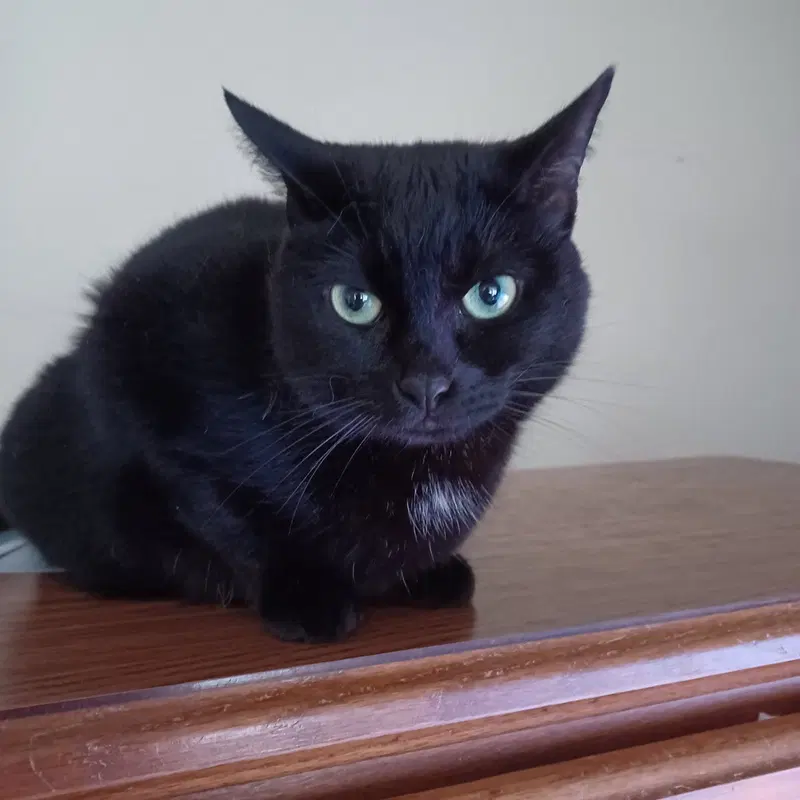 Honey, an adult female cat up for adoption