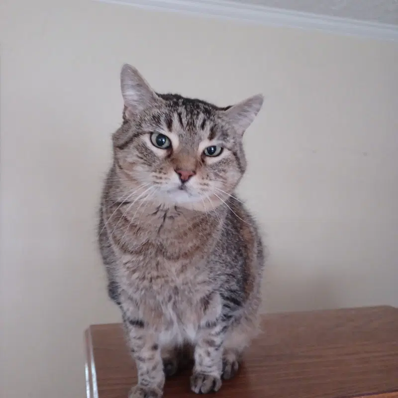 Katie, an adult female cat up for adoption