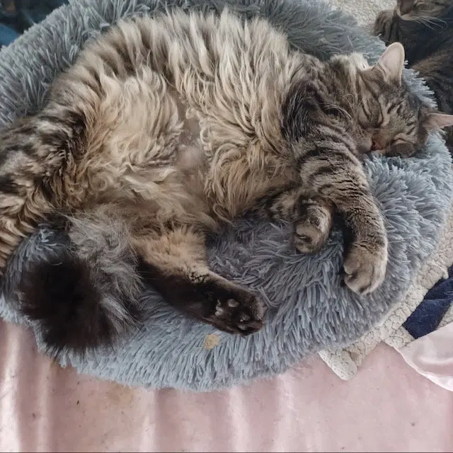 Leo, an adult male cat up for adoption