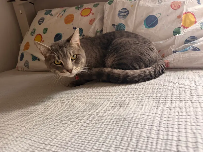 Loki, photo 2
