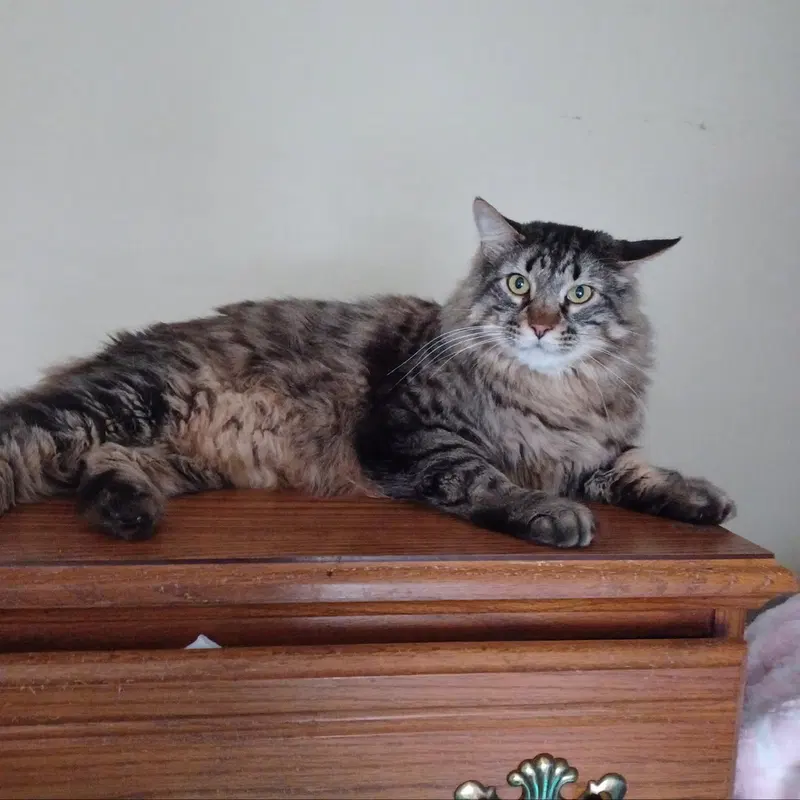Harley, an adult male cat up for adoption