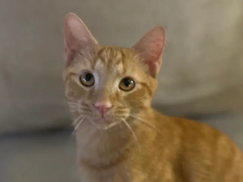 Spencer, a young cat up for adoption
