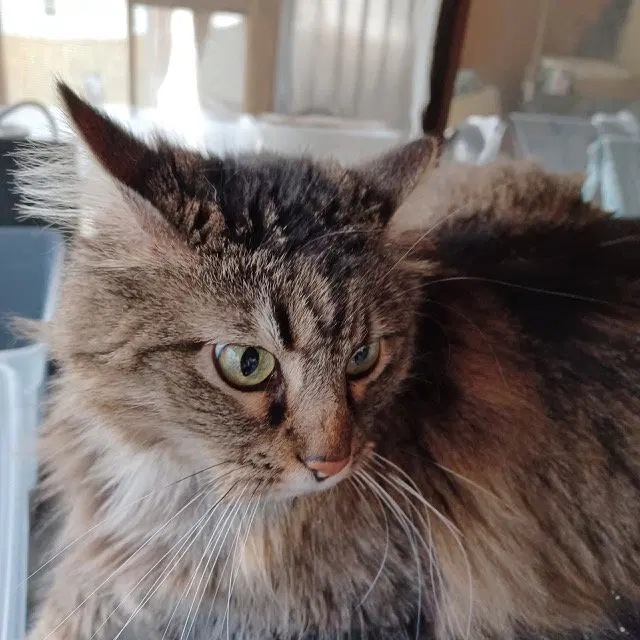 Little Kitty, photo 2