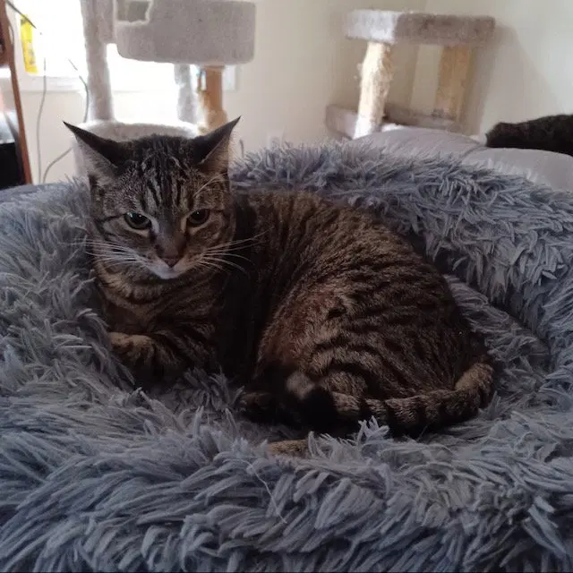 Mouse, an adult female cat up for adoption