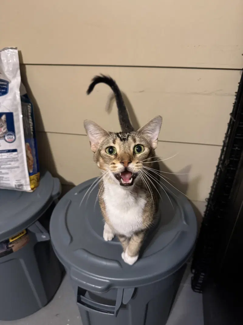 King Arthur, a young male Tabby cat up for adoption