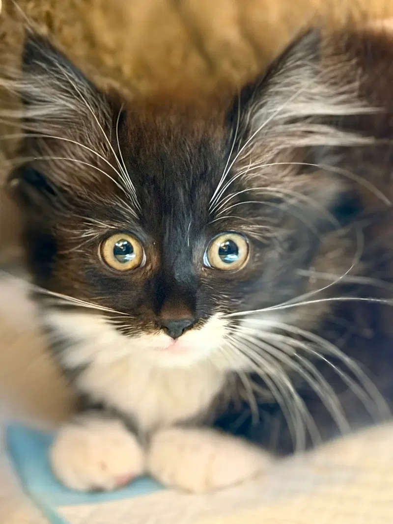 Parklet, a female kitten up for adoption