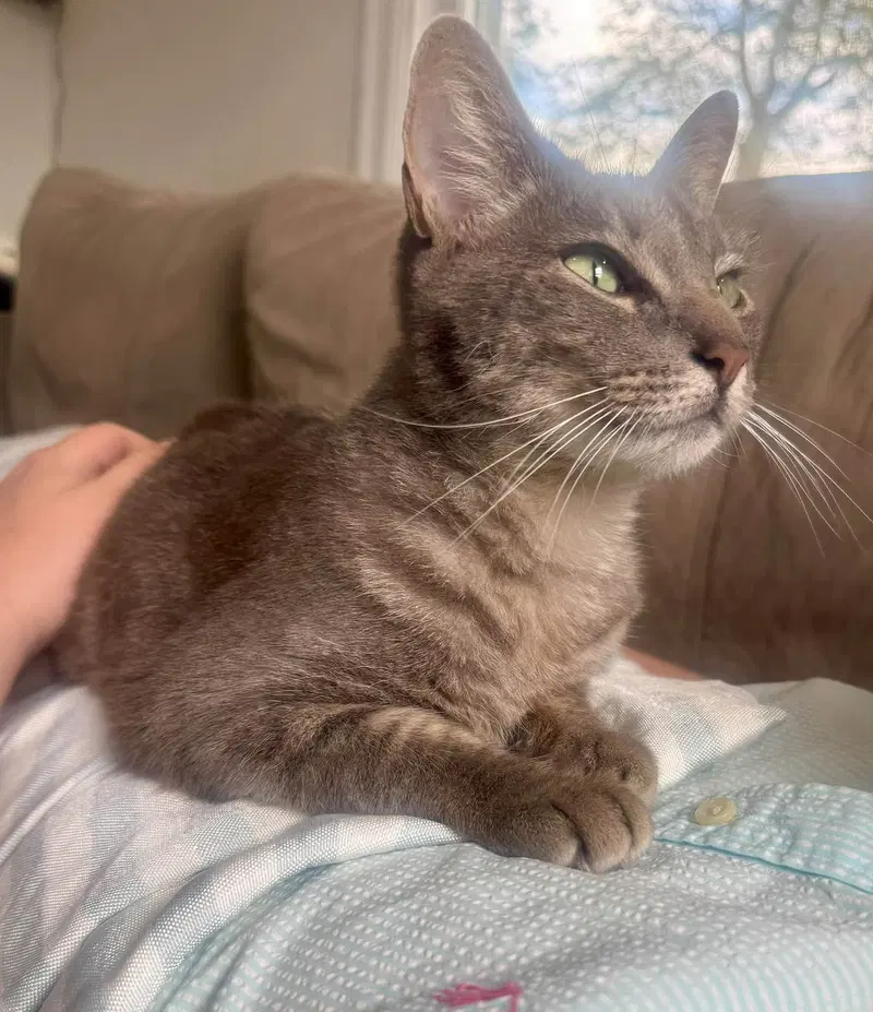 Karla Fog, an adult female Tabby cat up for adoption