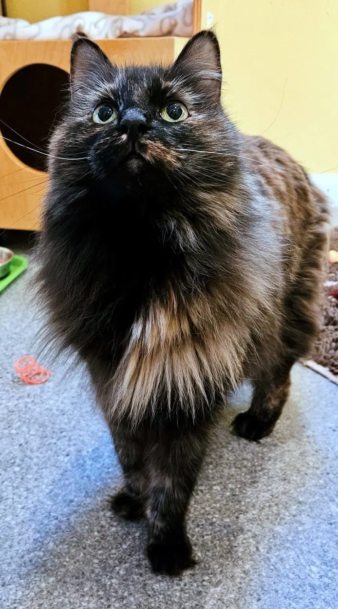 Minnie, a senior female Tortoiseshell cat up for adoption