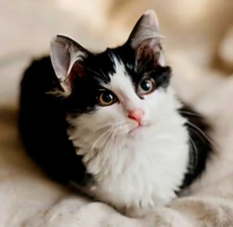Kitten Polly, a female kitten up for adoption