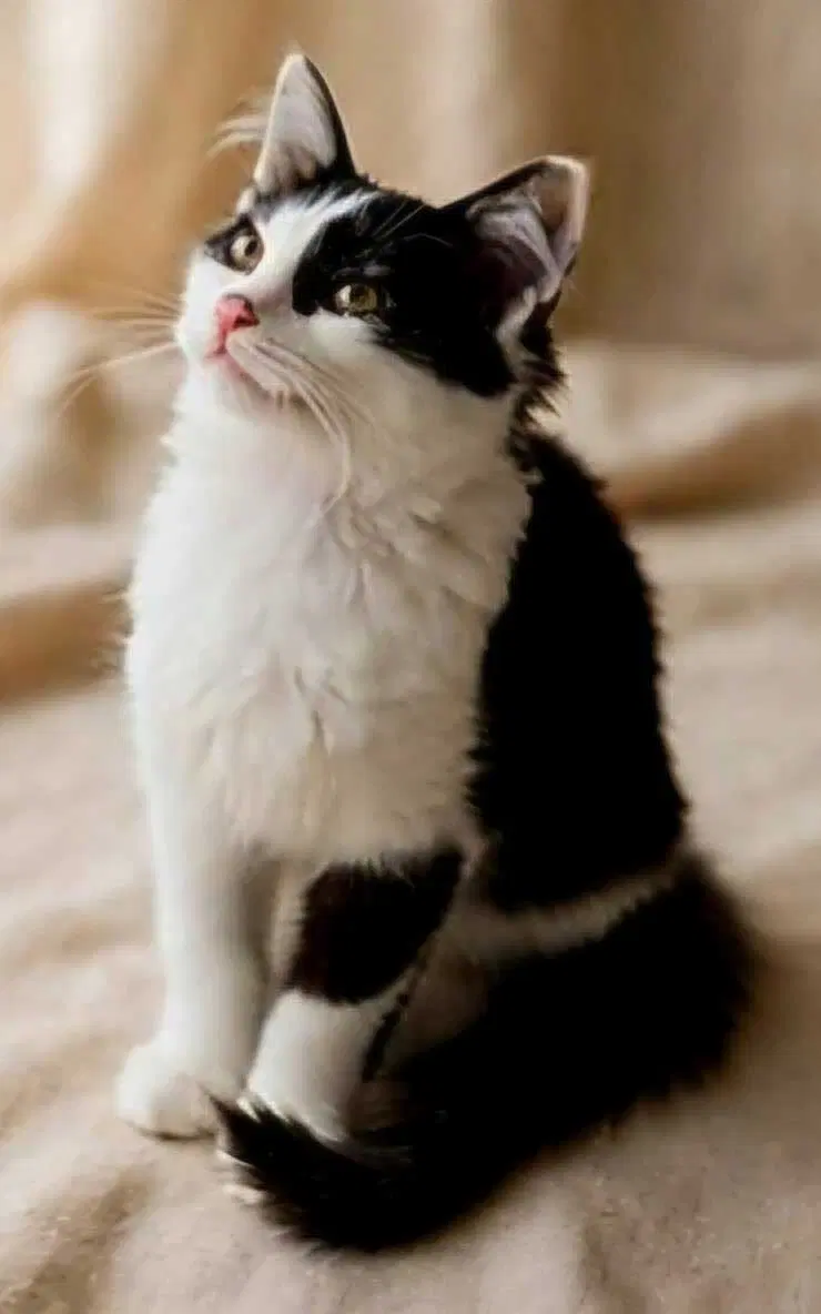 Kitten Polly, photo 3