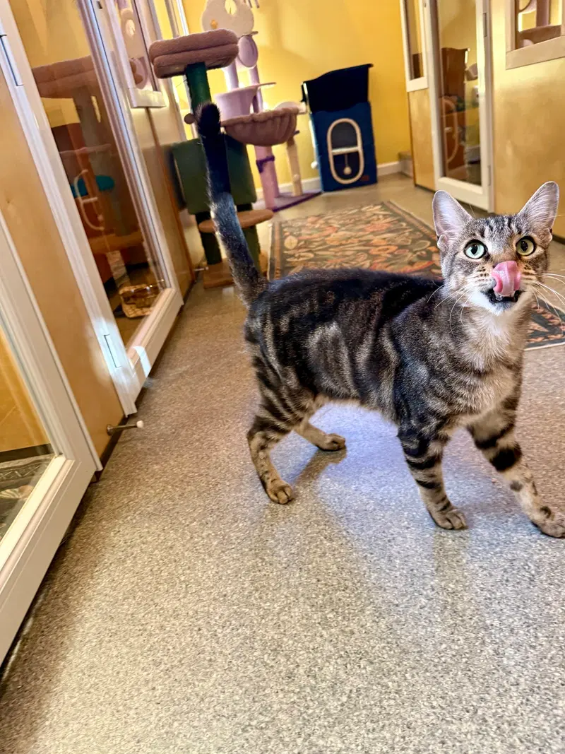 Samson, an adult male Tabby cat up for adoption