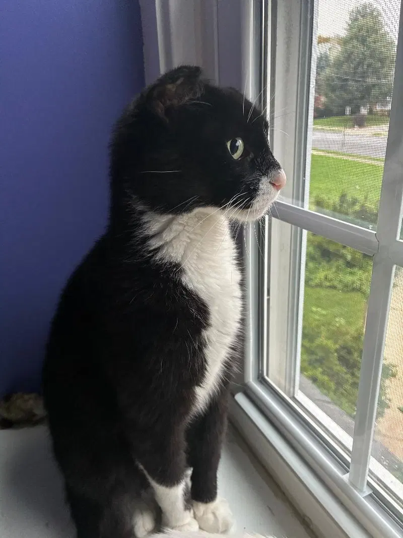 Mario, an adult male cat up for adoption