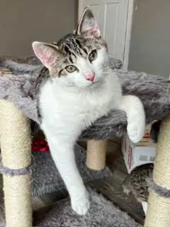 Kitten Sly, a male kitten up for adoption