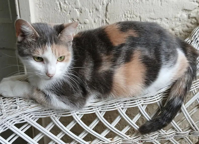 Mystery, an adult female Calico cat up for adoption