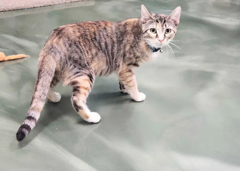 Ginger, a young female cat up for adoption