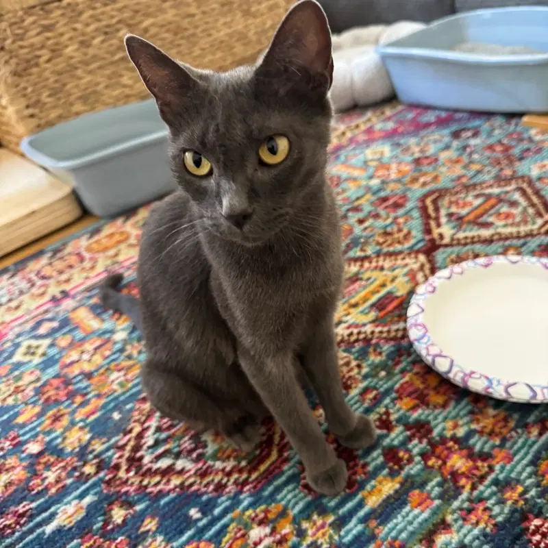 Poppy, a young female cat up for adoption