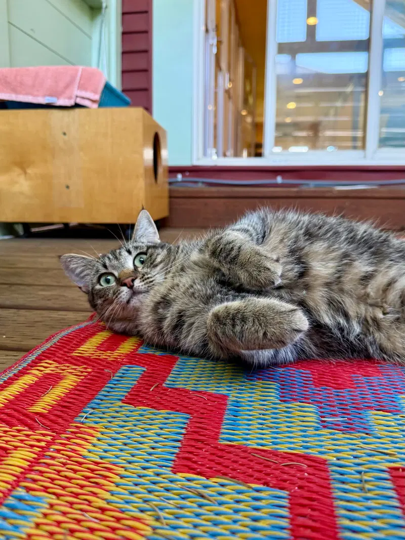 Sasha, an adult female Tabby cat up for adoption