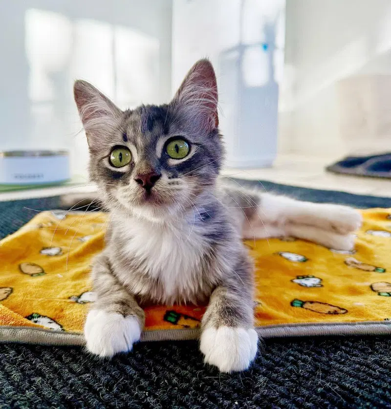 Annie Fergus, a female kitten up for adoption