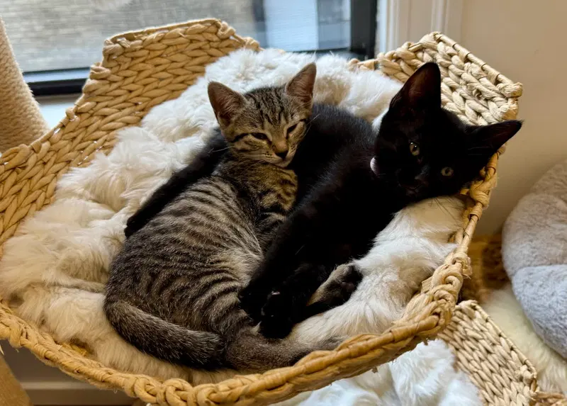 Pop Tart and Lollipop, male kittens up for adoption