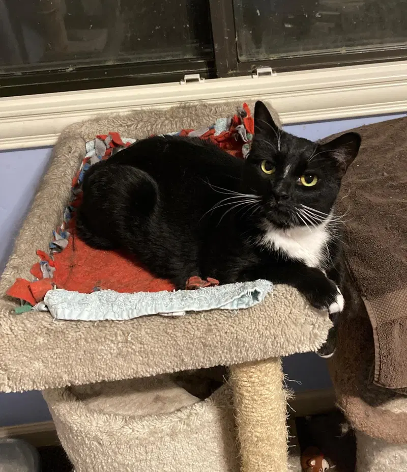 Bella Babygirl, an adult female cat up for adoption