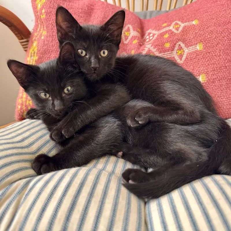 Soda Pop and PopOver, female kittens up for adoption