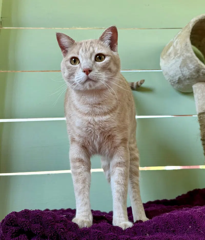 Chowder, a male cat up for adoption
