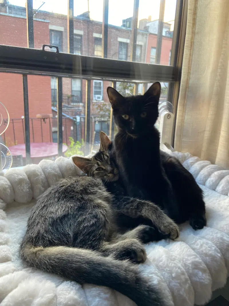 Gladys and Mellie, female Tabby kittens up for adoption