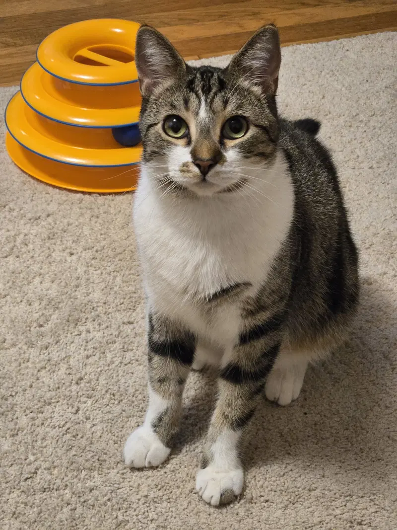 Journey, a young male Tabby cat up for adoption