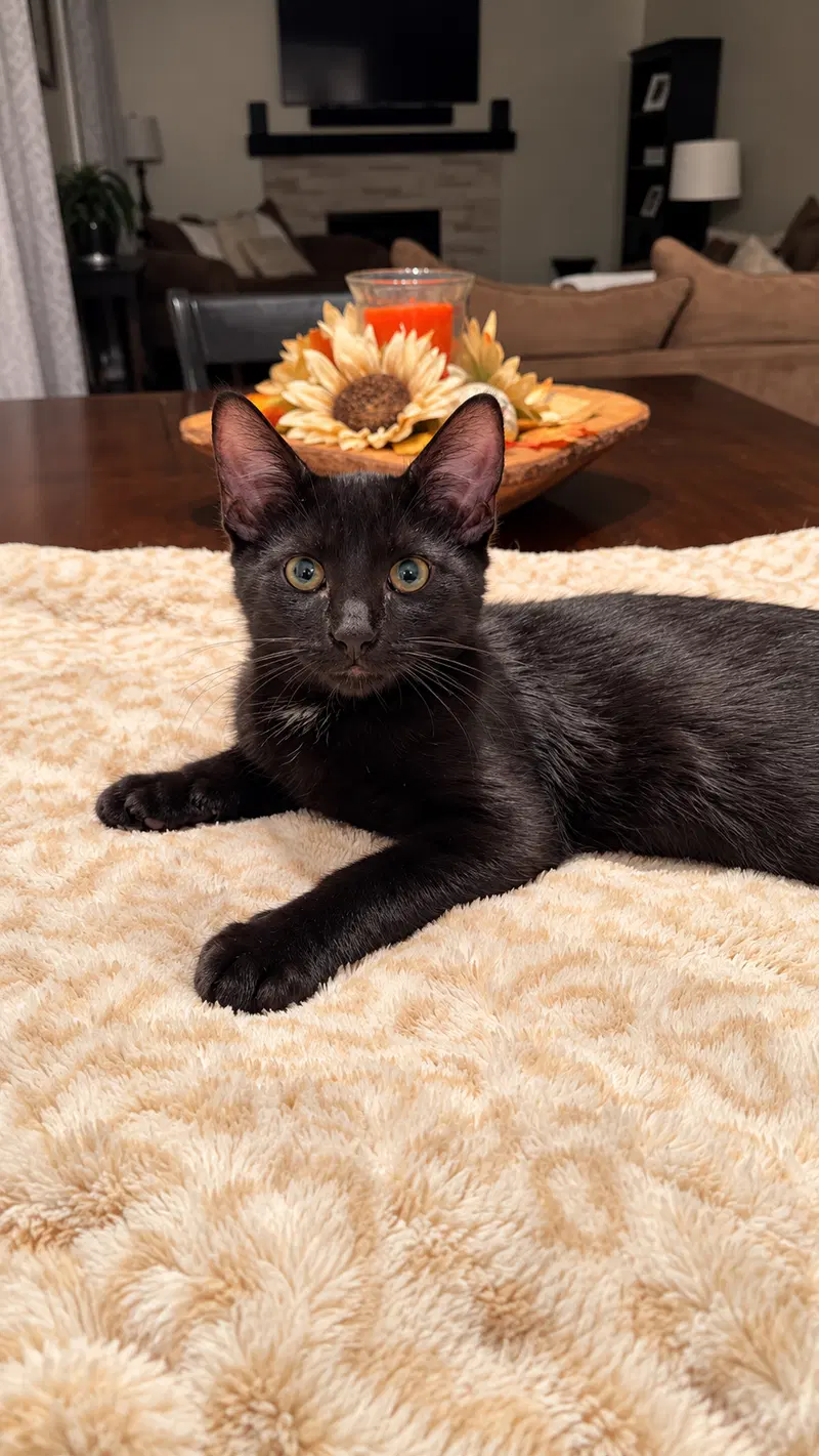 Blaze Page, a male kitten up for adoption