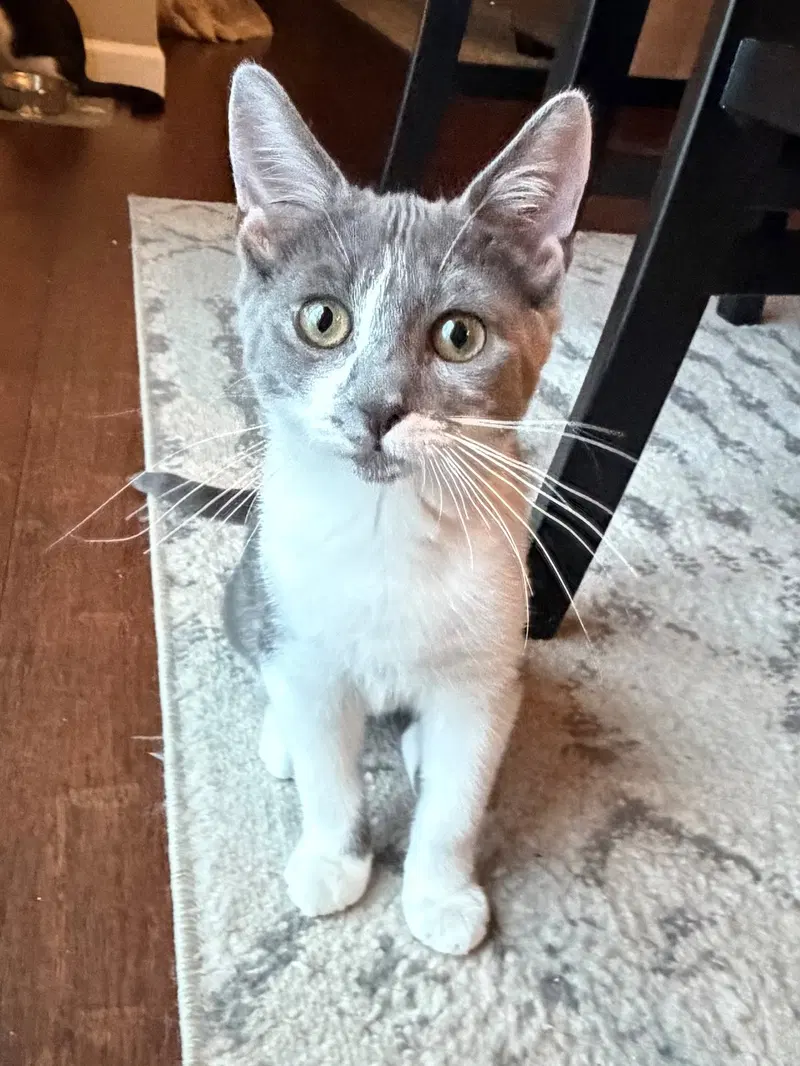 Willow Page, a female kitten up for adoption