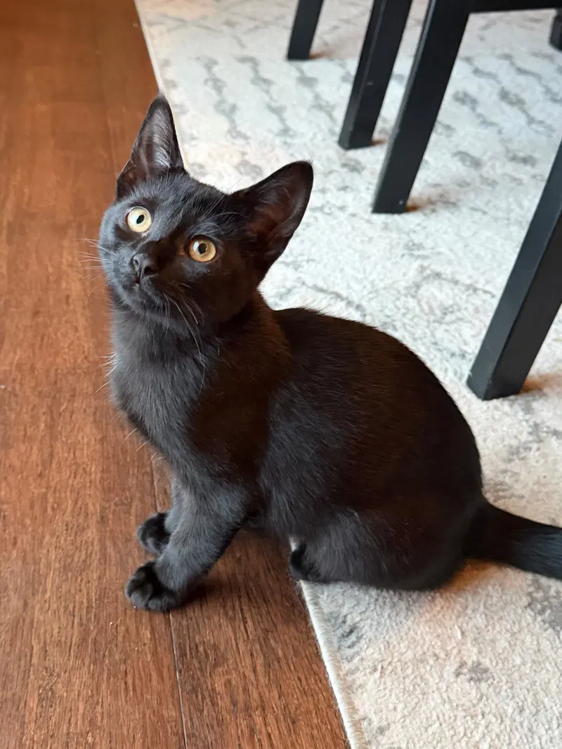 Ivy Page, a female kitten up for adoption