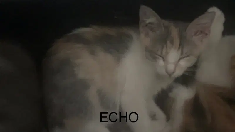 Echo, a female Dilute Calico kitten up for adoption