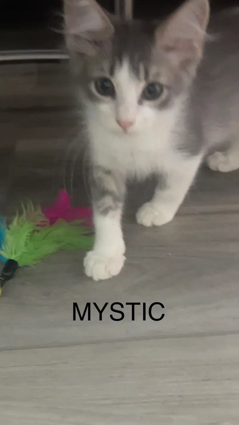Mystic, a male Tabby kitten up for adoption