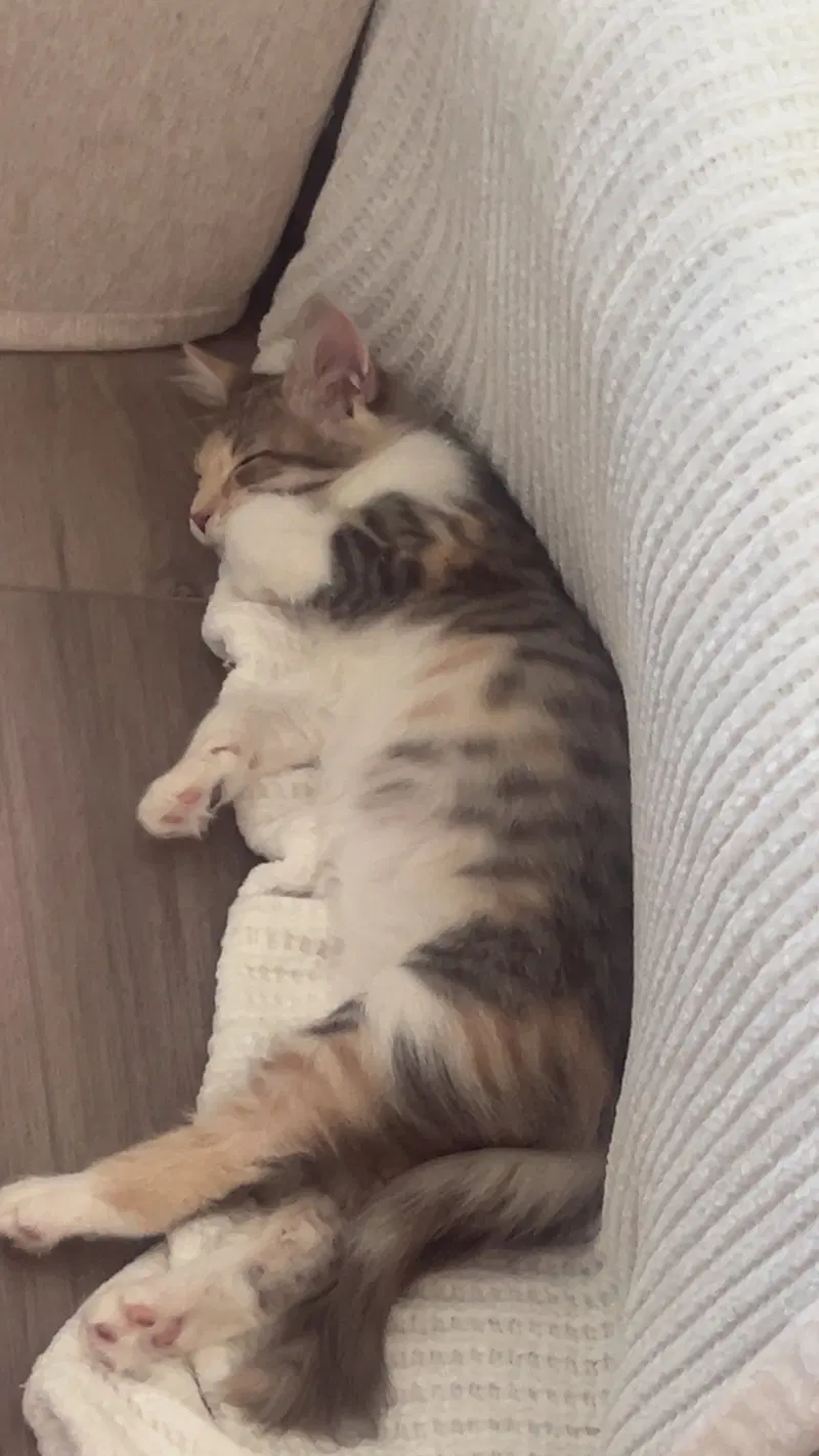 Banshee, a female Dilute Calico kitten up for adoption