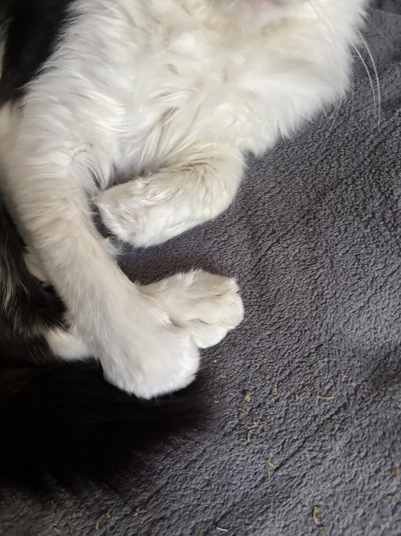 Whisky, photo 7