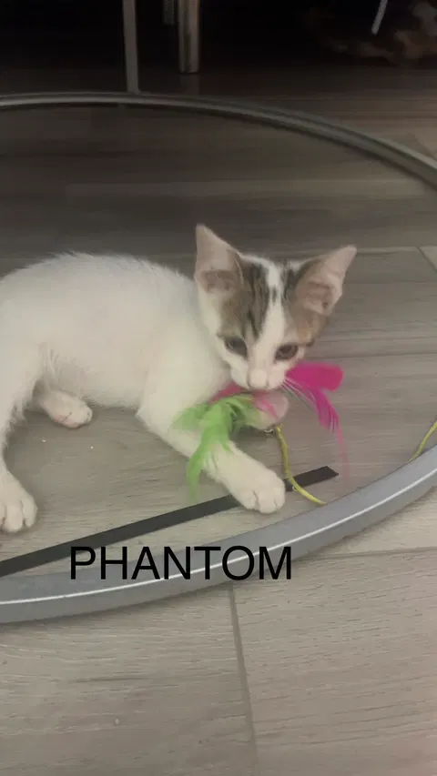 Watch the video of Phantom