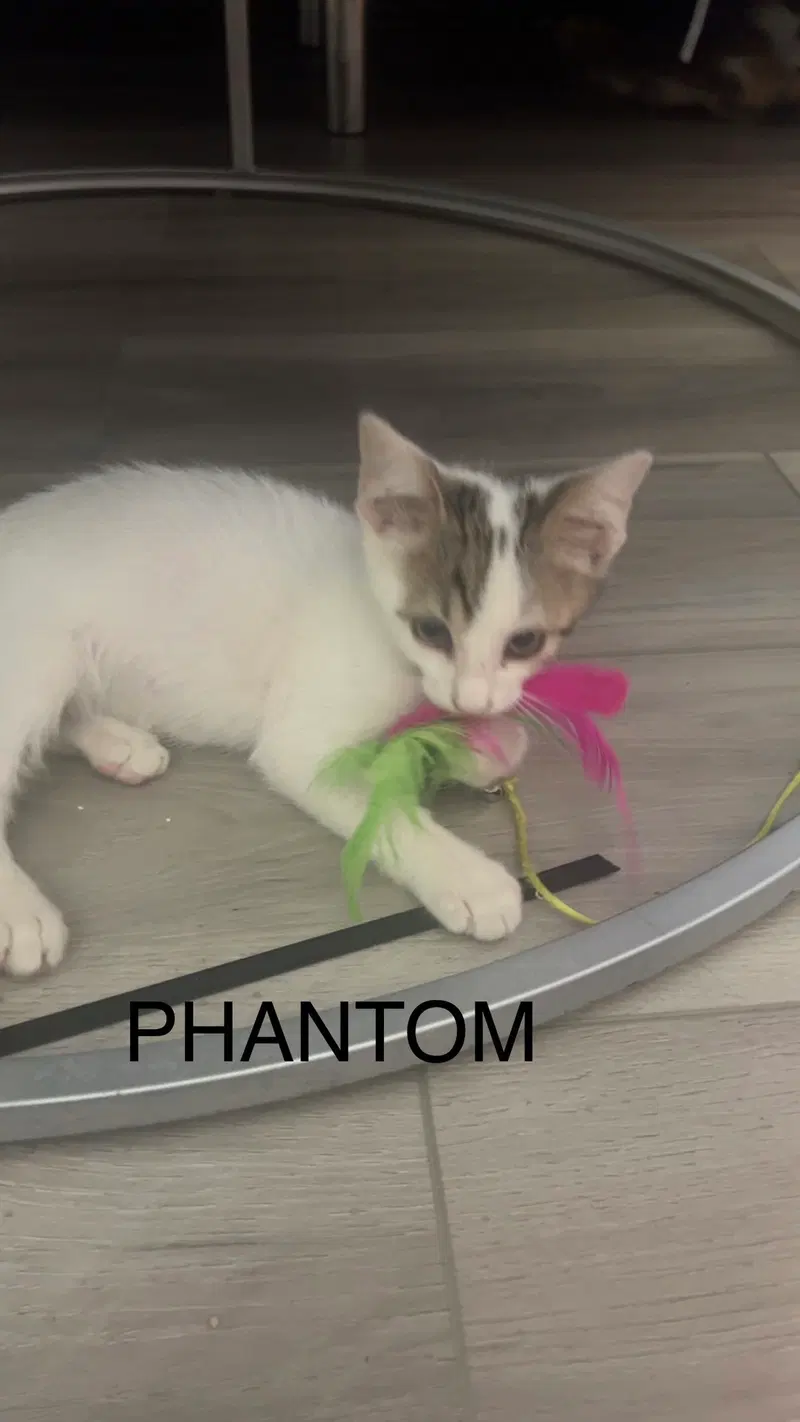 Phantom, a male Tabby kitten up for adoption