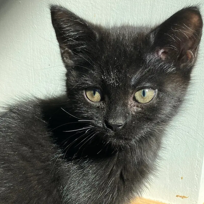 Ruckus, a female kitten up for adoption