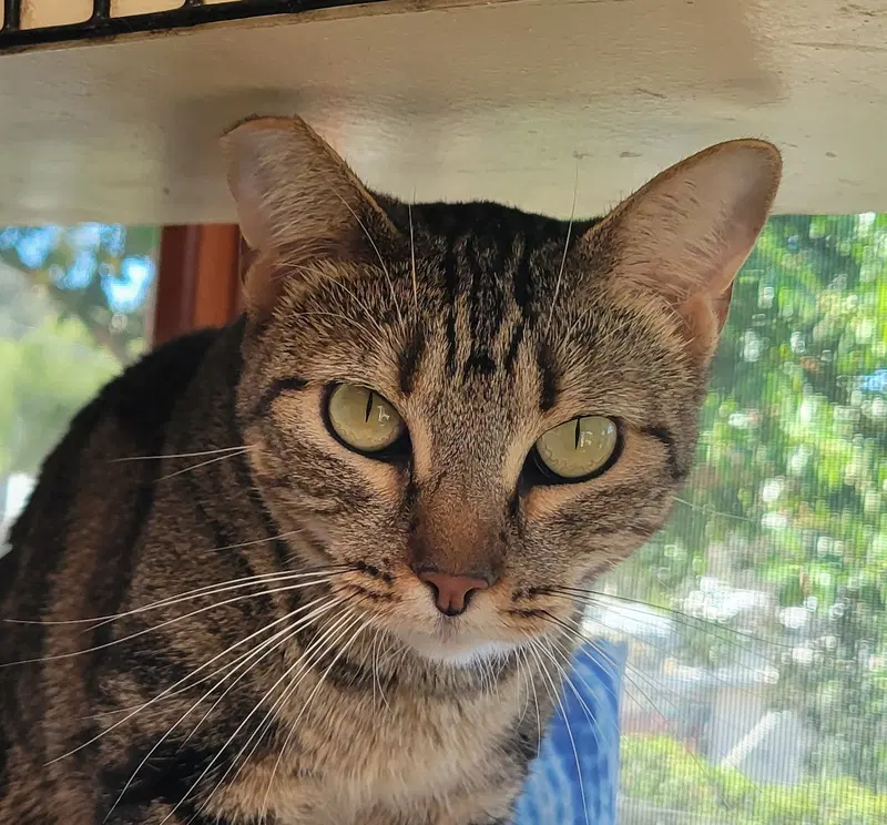 Xena, the Warrior Princess, an adult female Tabby cat up for adoption