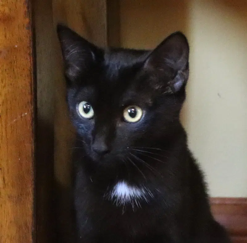 Maya, a young female cat up for adoption