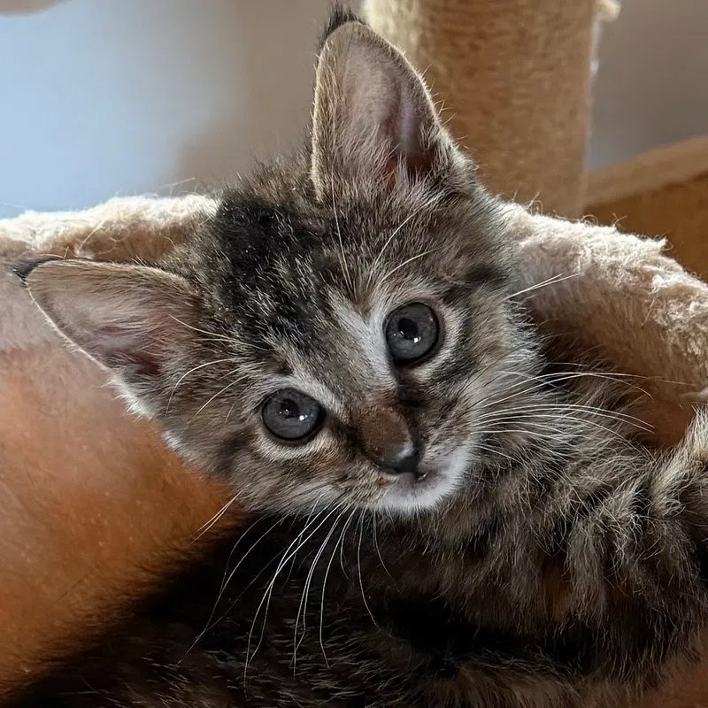 Wren, a female kitten up for adoption