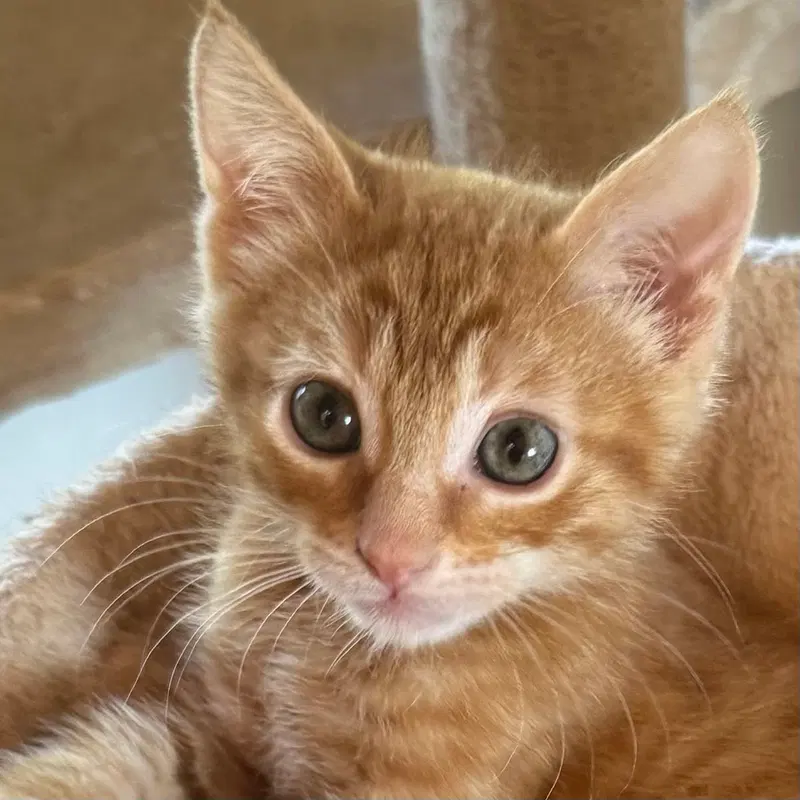 Juno, a male kitten up for adoption